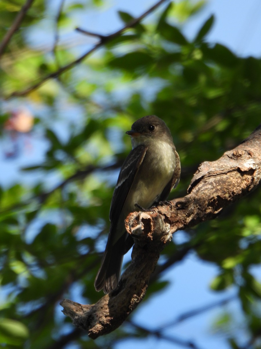 tyranovec východní - ML644523738