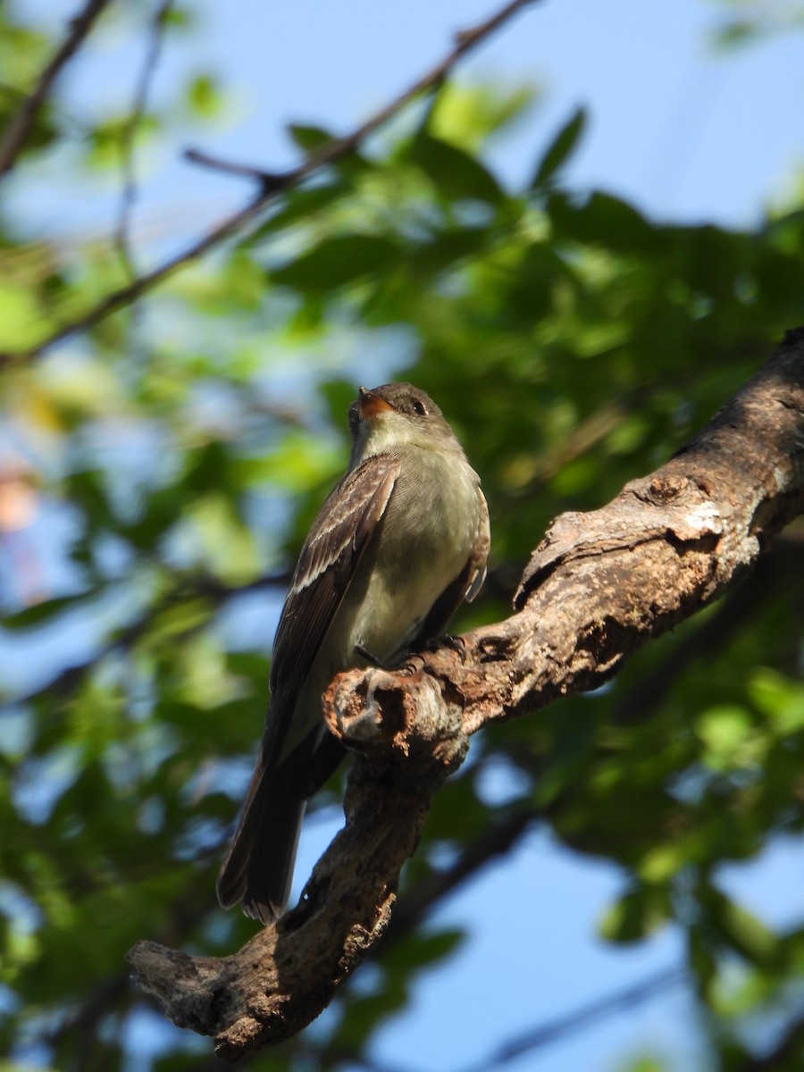 tyranovec východní - ML644523739