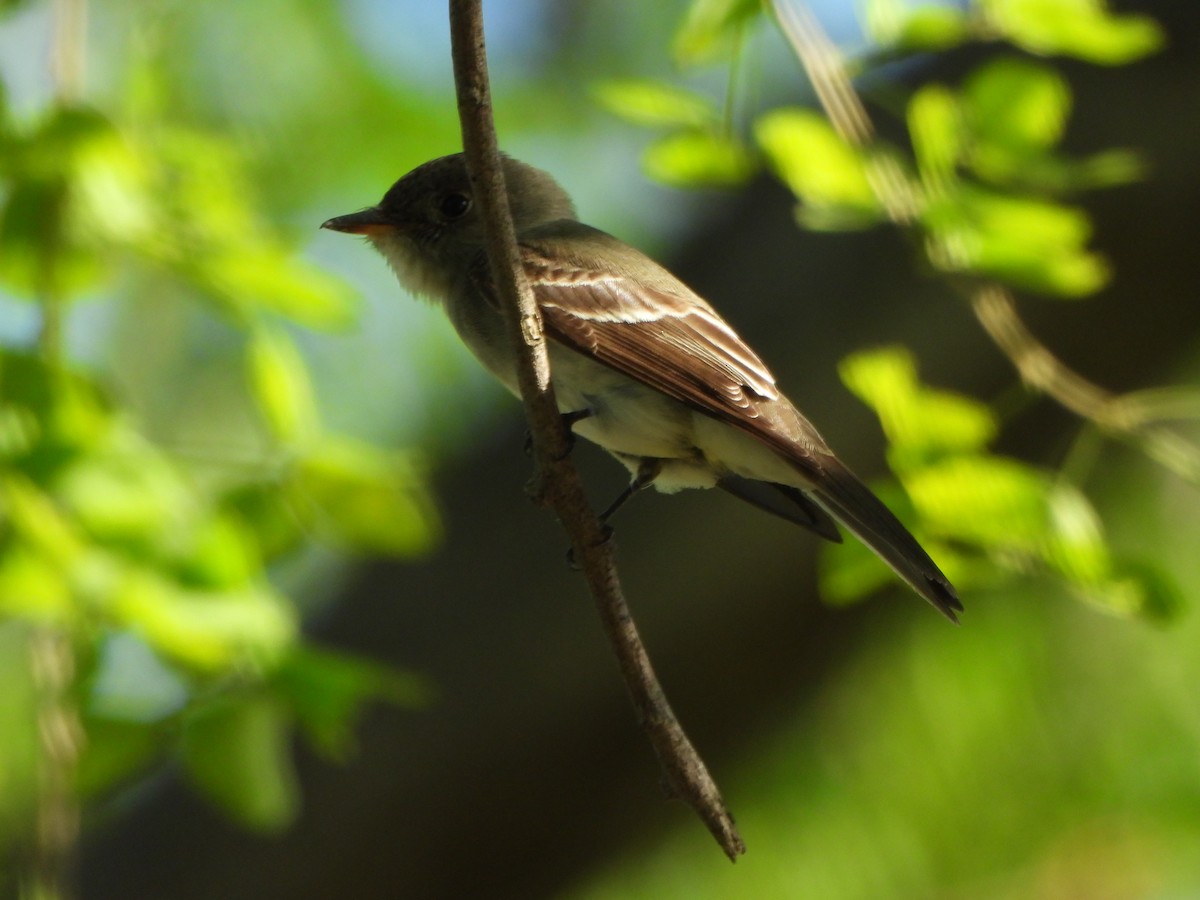 tyranovec východní - ML644523741