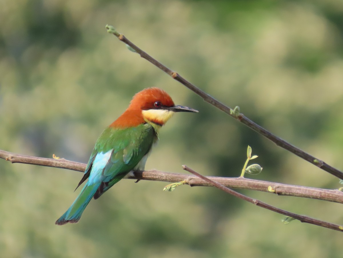 チャガシラハチクイ - ML644523754