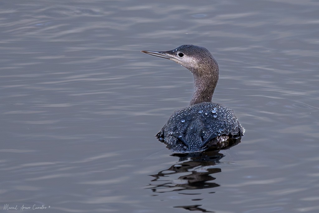 Краснозобая гагара - ML644523764