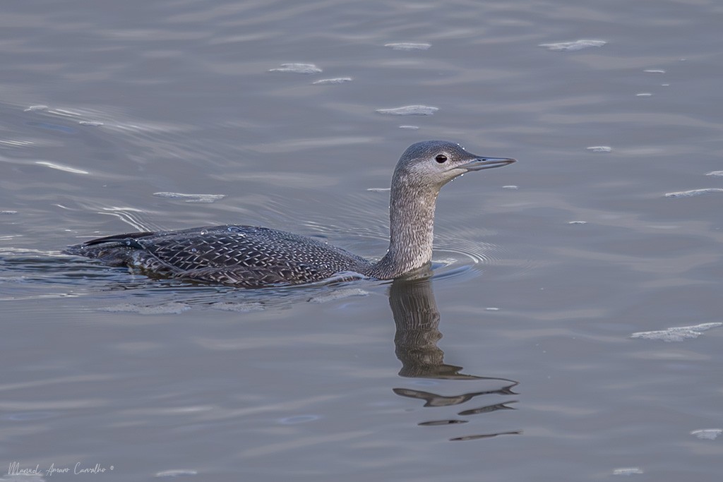 Red-throated Loon - ML644523765