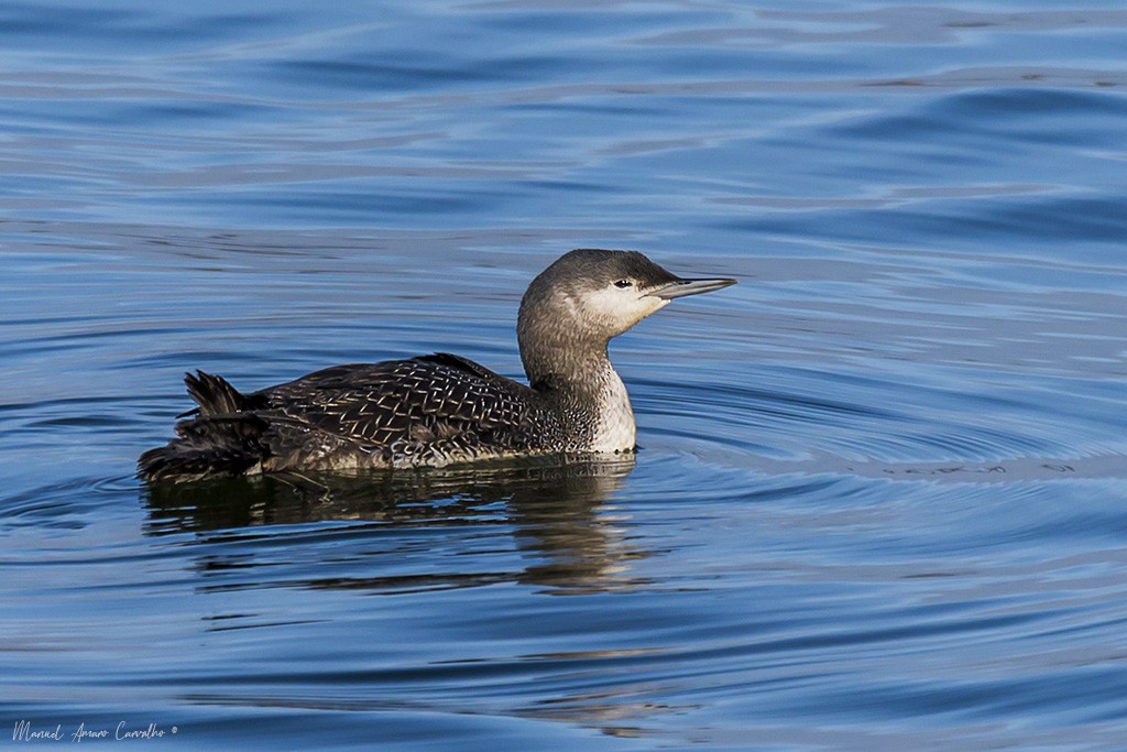 Краснозобая гагара - ML644523766