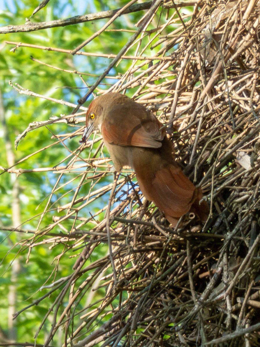 Greater Thornbird - ML644523768