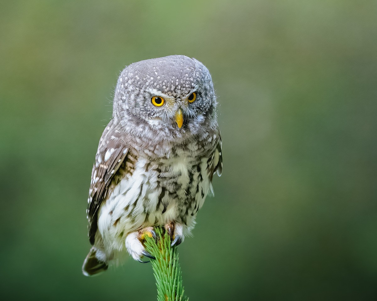 Eurasian Pygmy-Owl - ML644523769