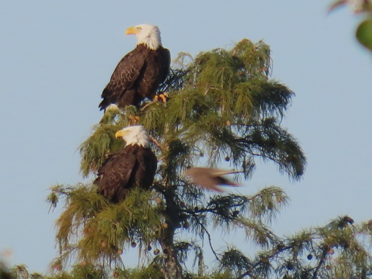 Bald Eagle - ML644523778