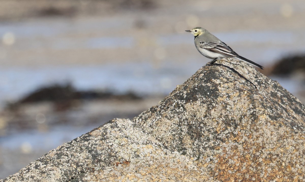White Wagtail (White-faced) - ML644523781