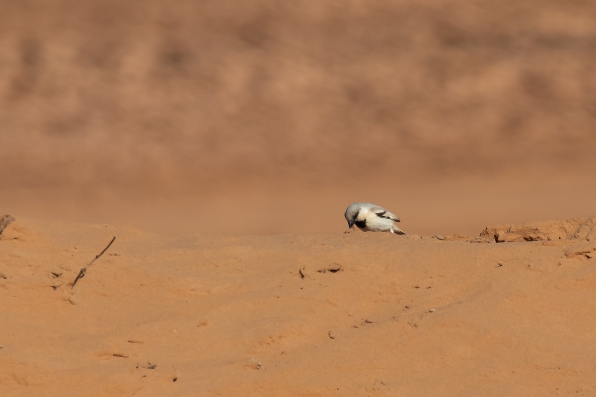 Desert Sparrow - ML644523782