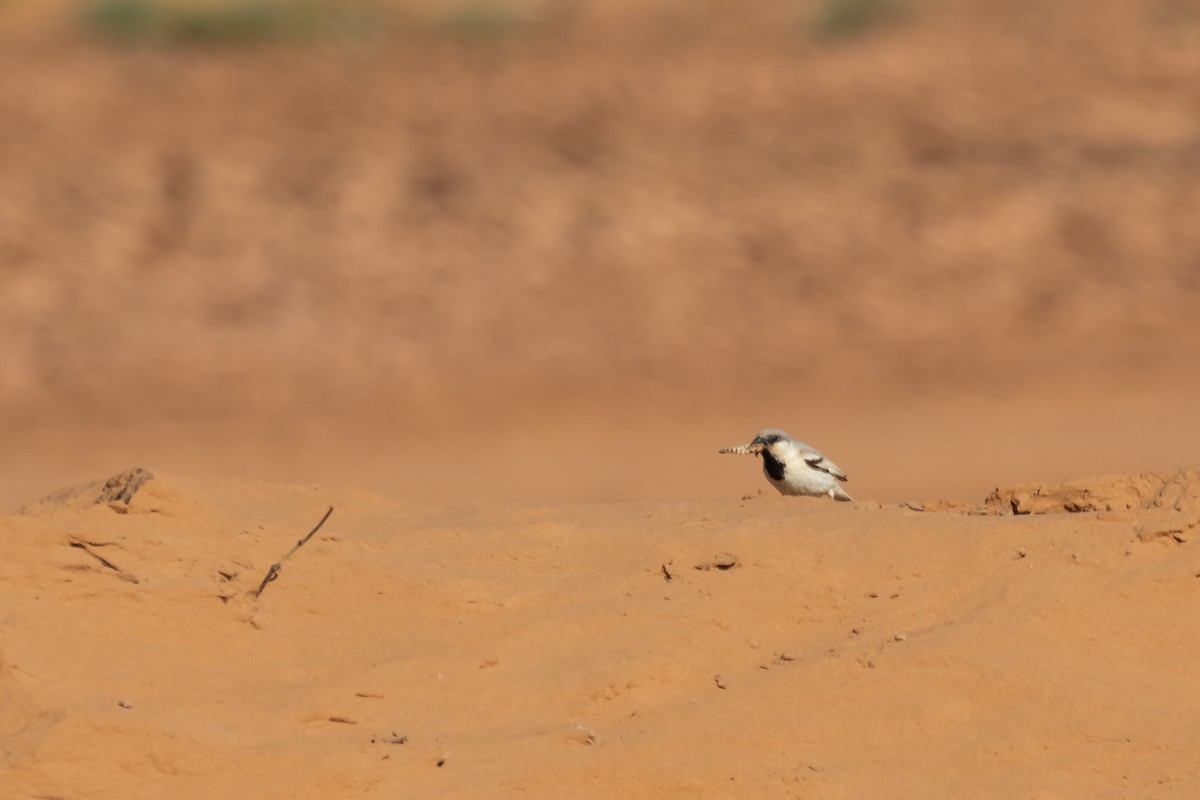 Desert Sparrow - ML644523783