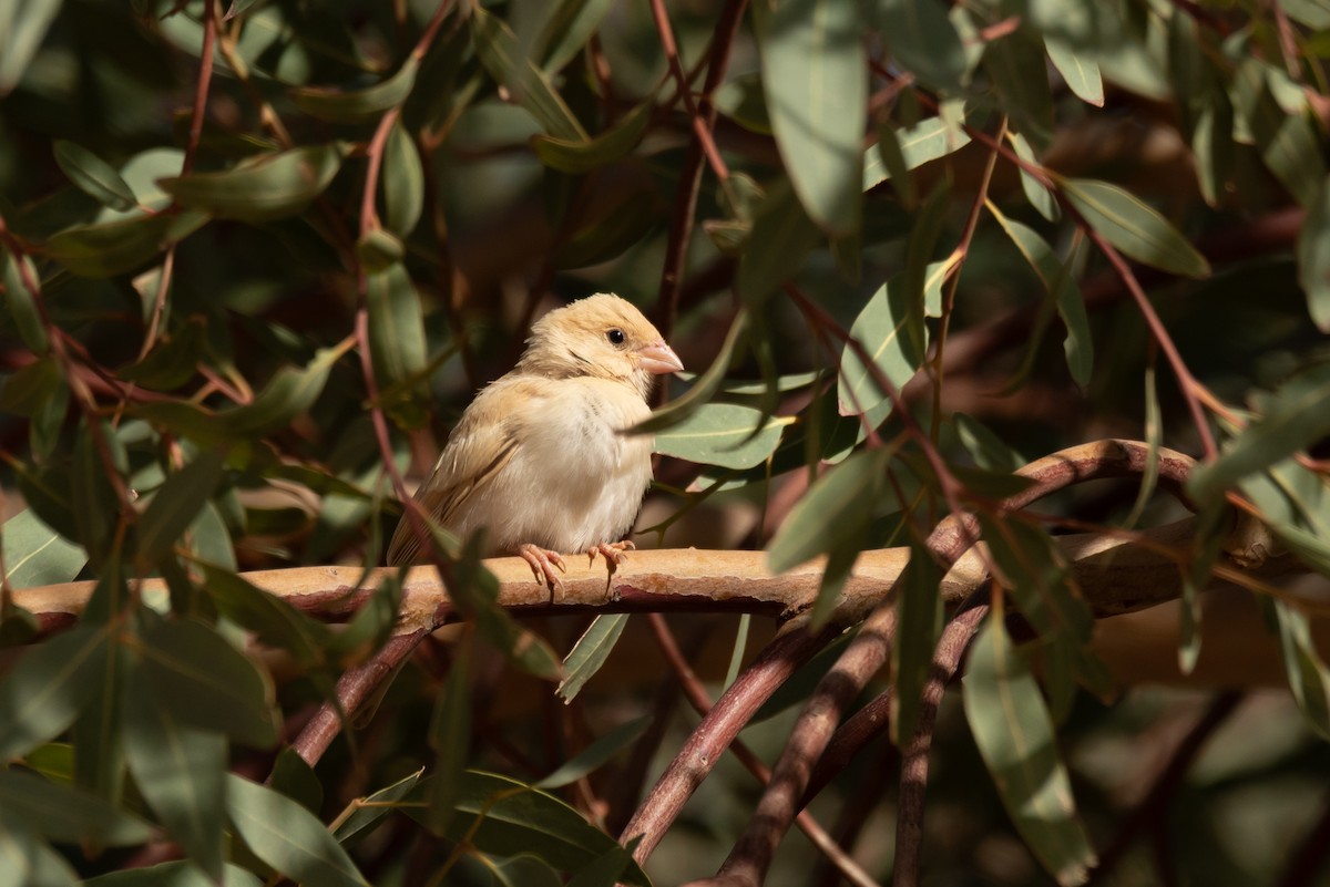 Desert Sparrow - ML644523784
