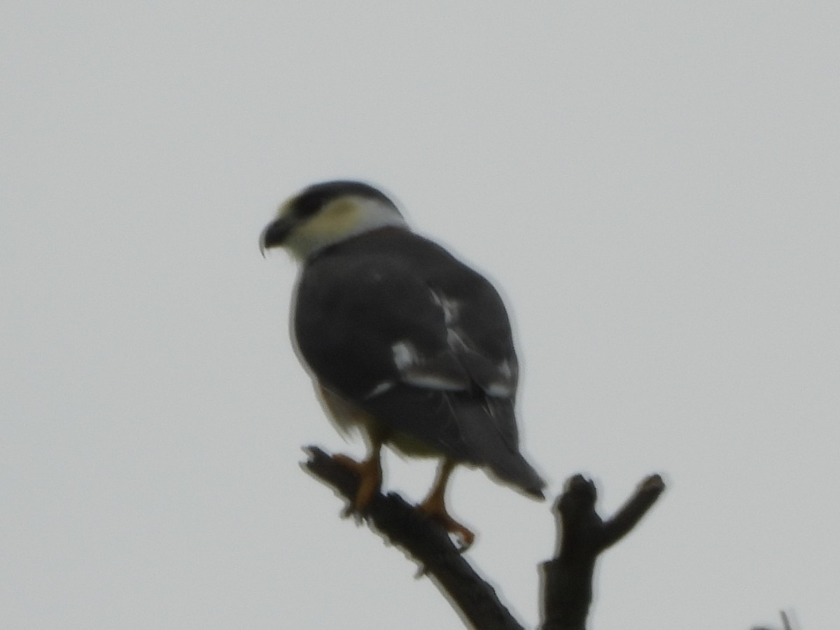 Pearl Kite - ML644523790