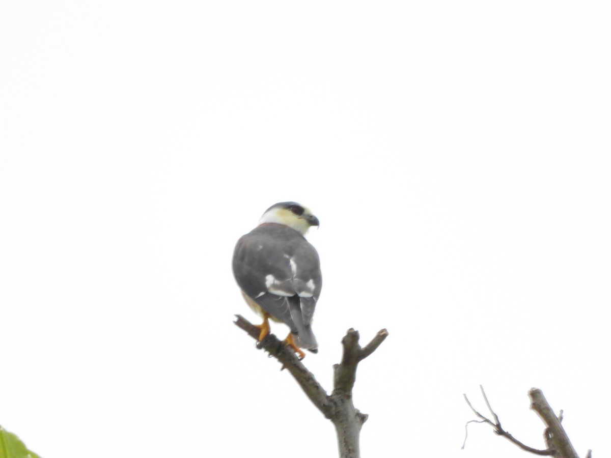 Pearl Kite - ML644523791