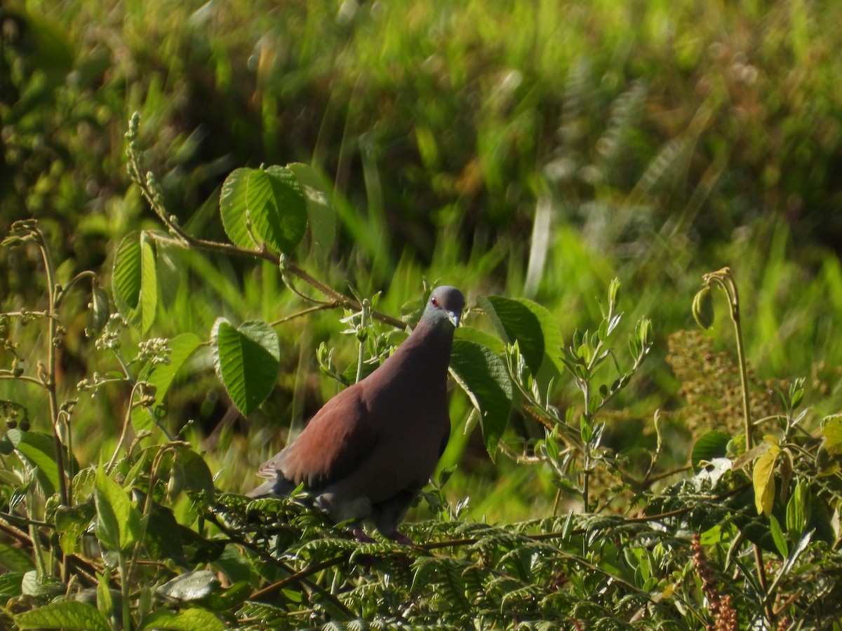 Paloma Colorada - ML644523794