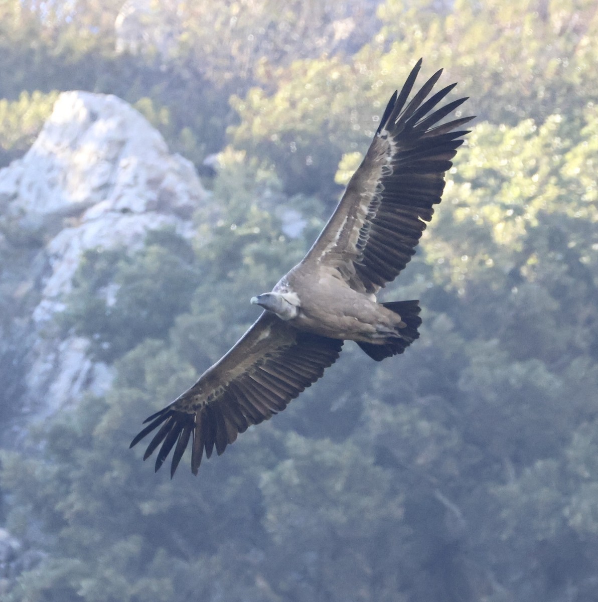 Vautour fauve - ML644523795