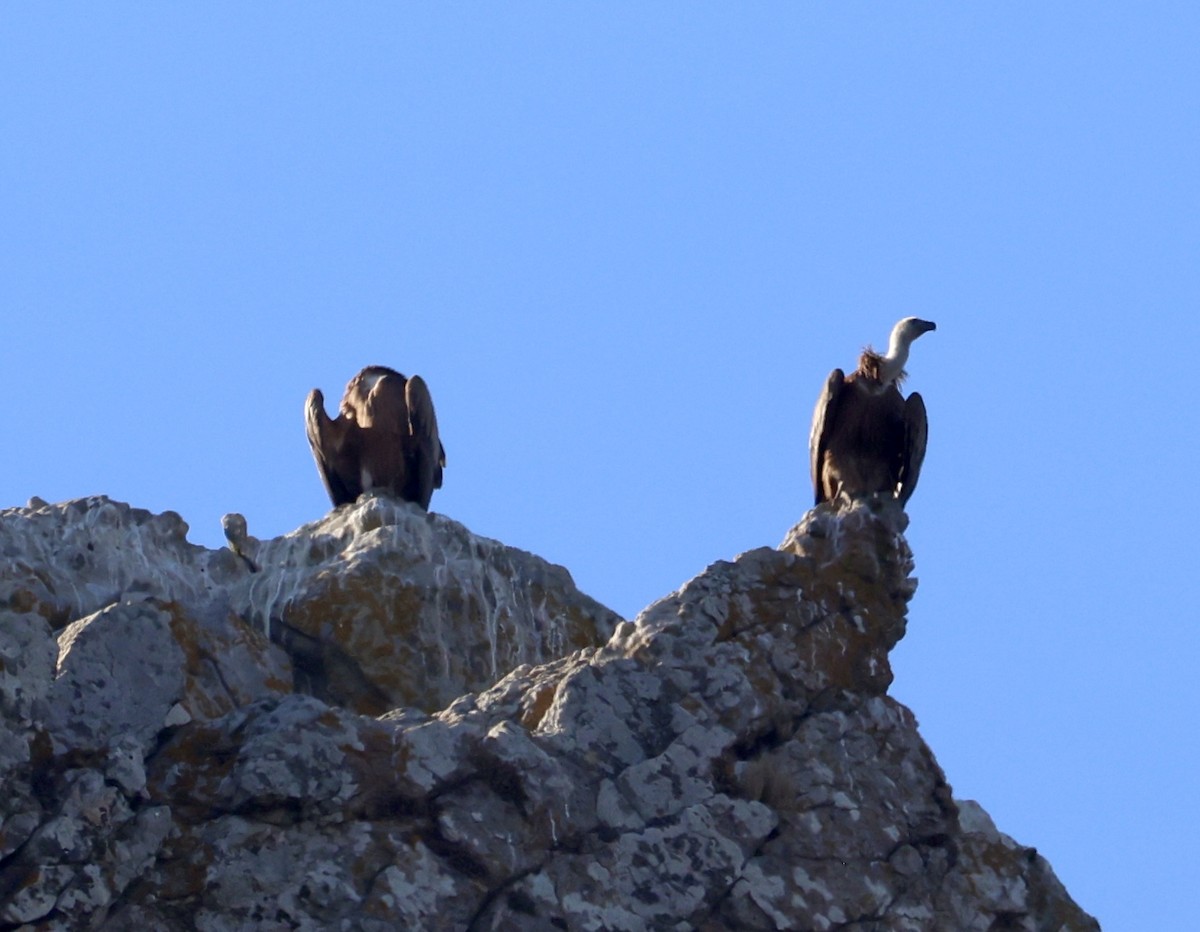 Vautour fauve - ML644523797