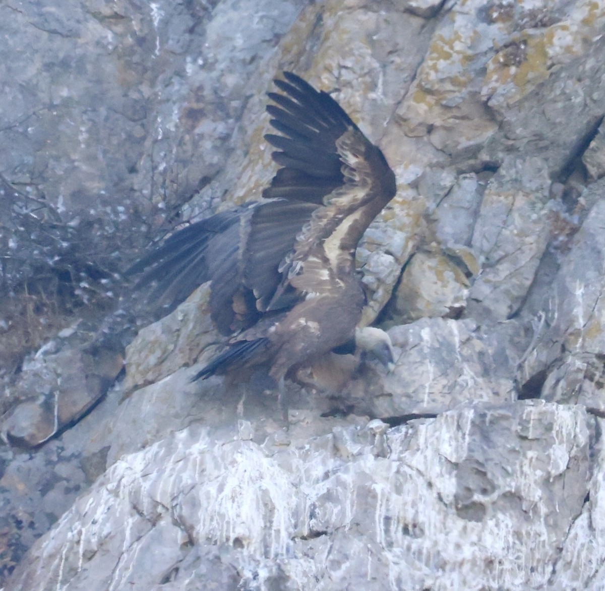 Vautour fauve - ML644523800