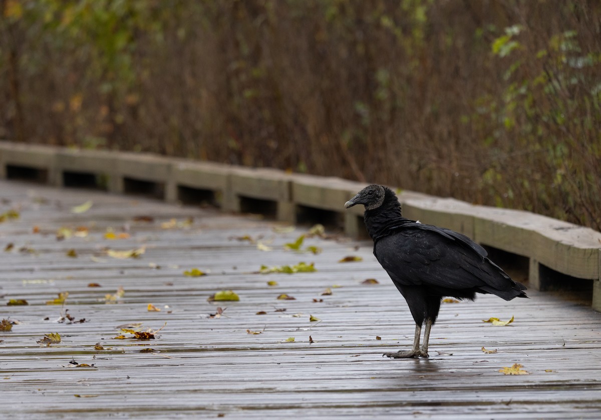 kondor havranovitý - ML644523802