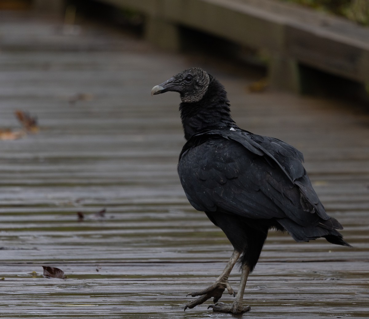 kondor havranovitý - ML644523803