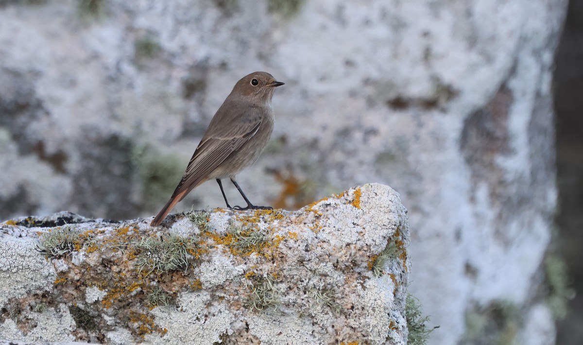 Black Redstart (Western) - ML644523805