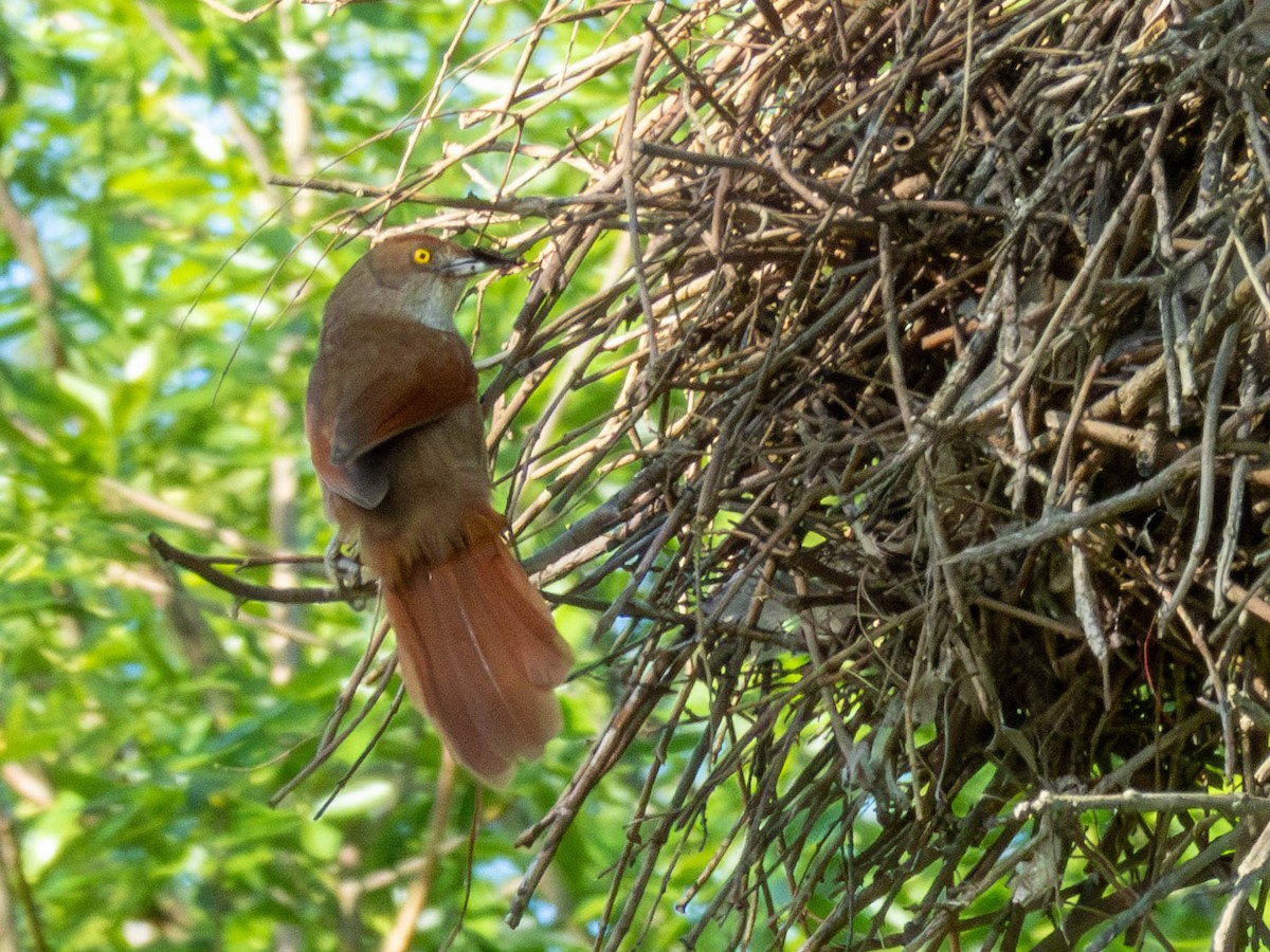 Greater Thornbird - ML644523806