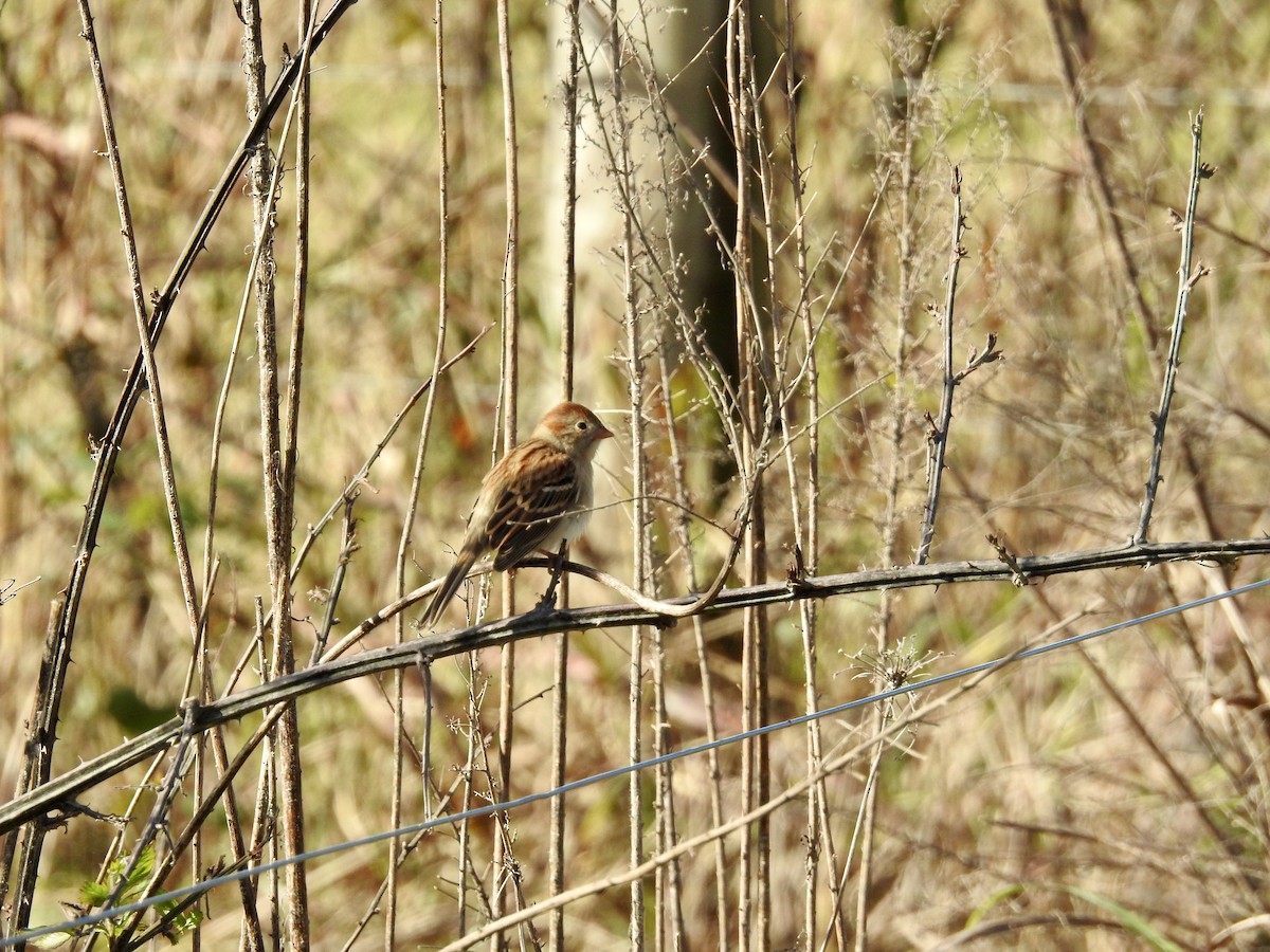 Карнатка польова - ML644523807