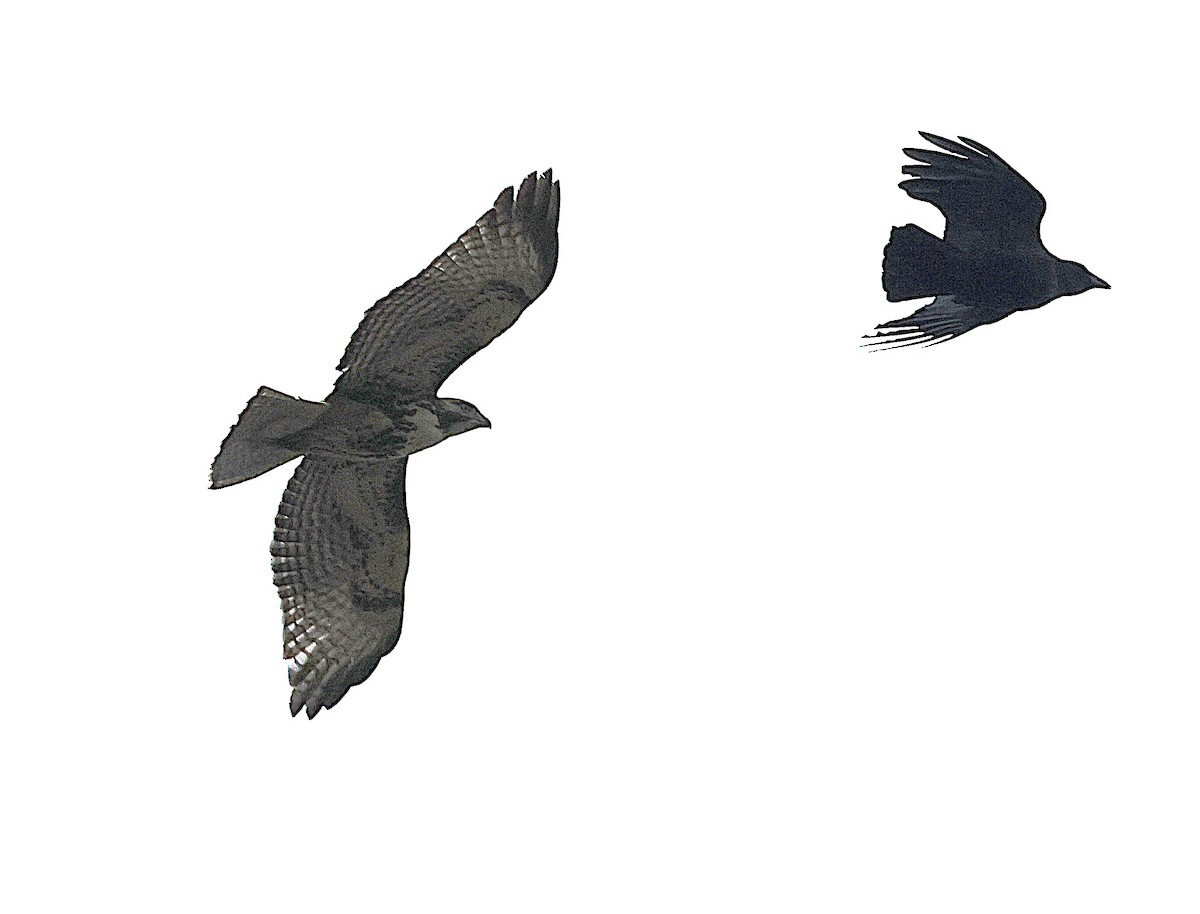 káně rudochvostá - ML644523811