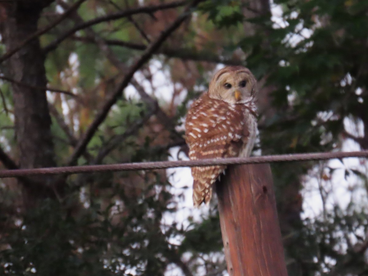 Barred Owl - ML644523814