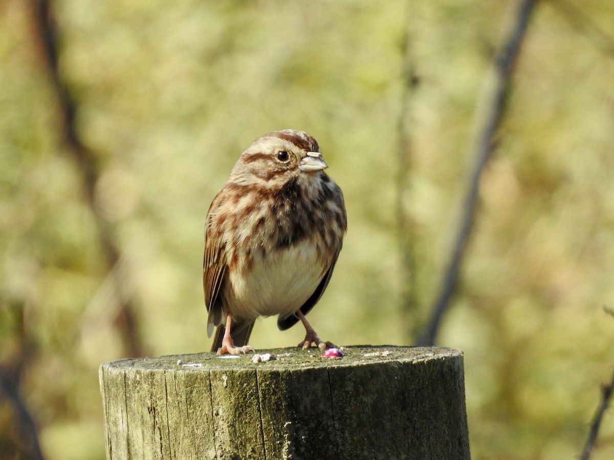 Пасовка співоча - ML644523816