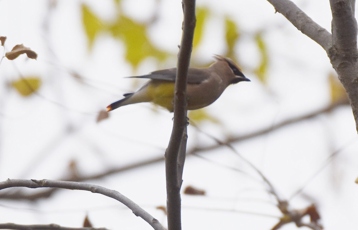 Jaseur d'Amérique - ML644523818