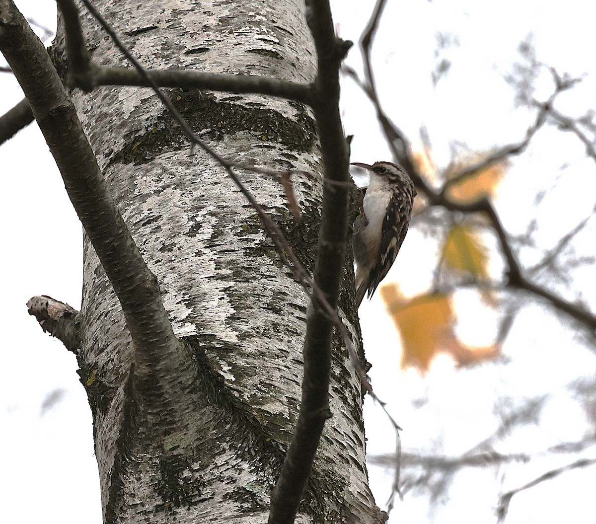 šoupálek americký - ML644523819