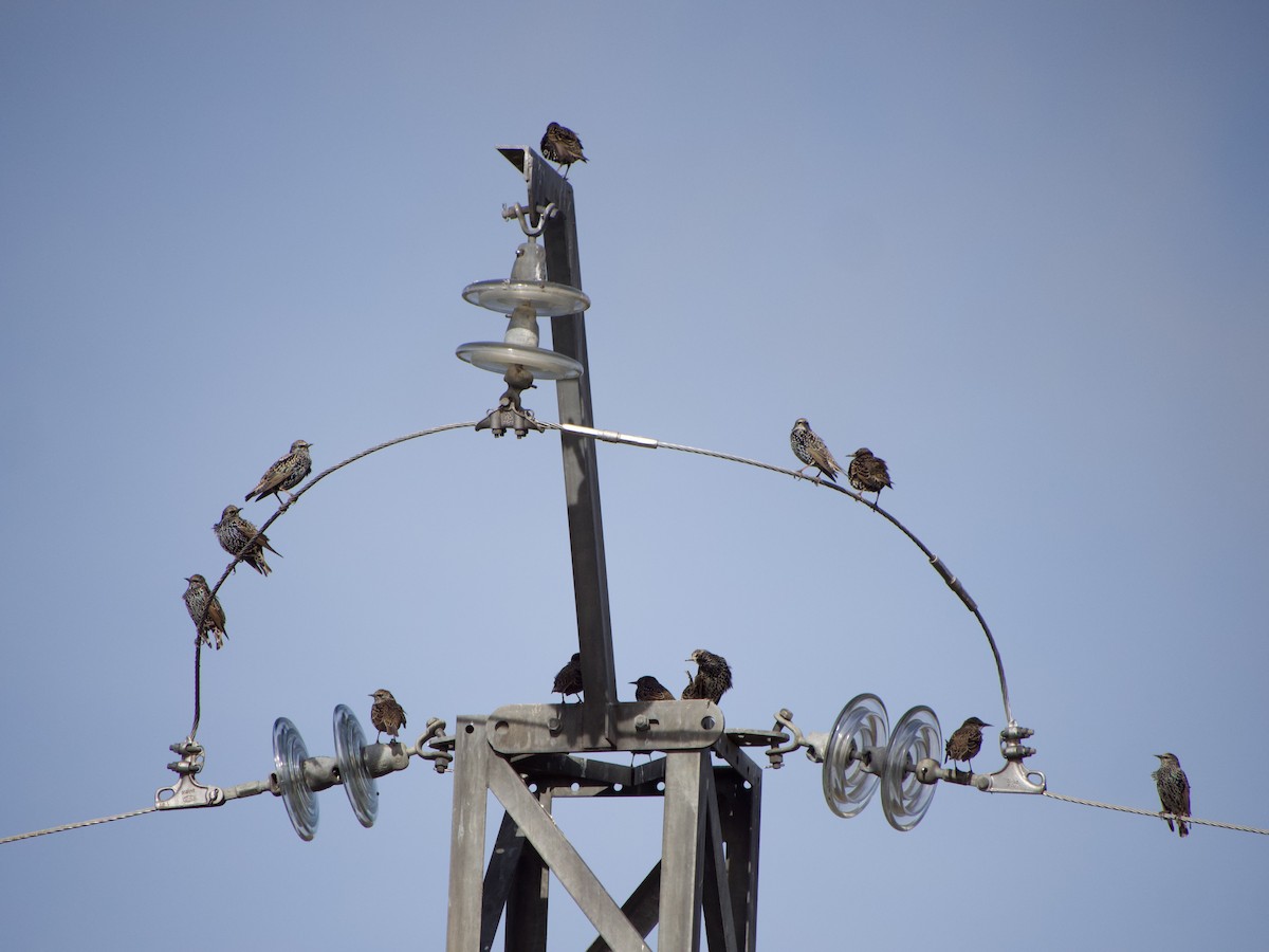 European Starling - ML644523823