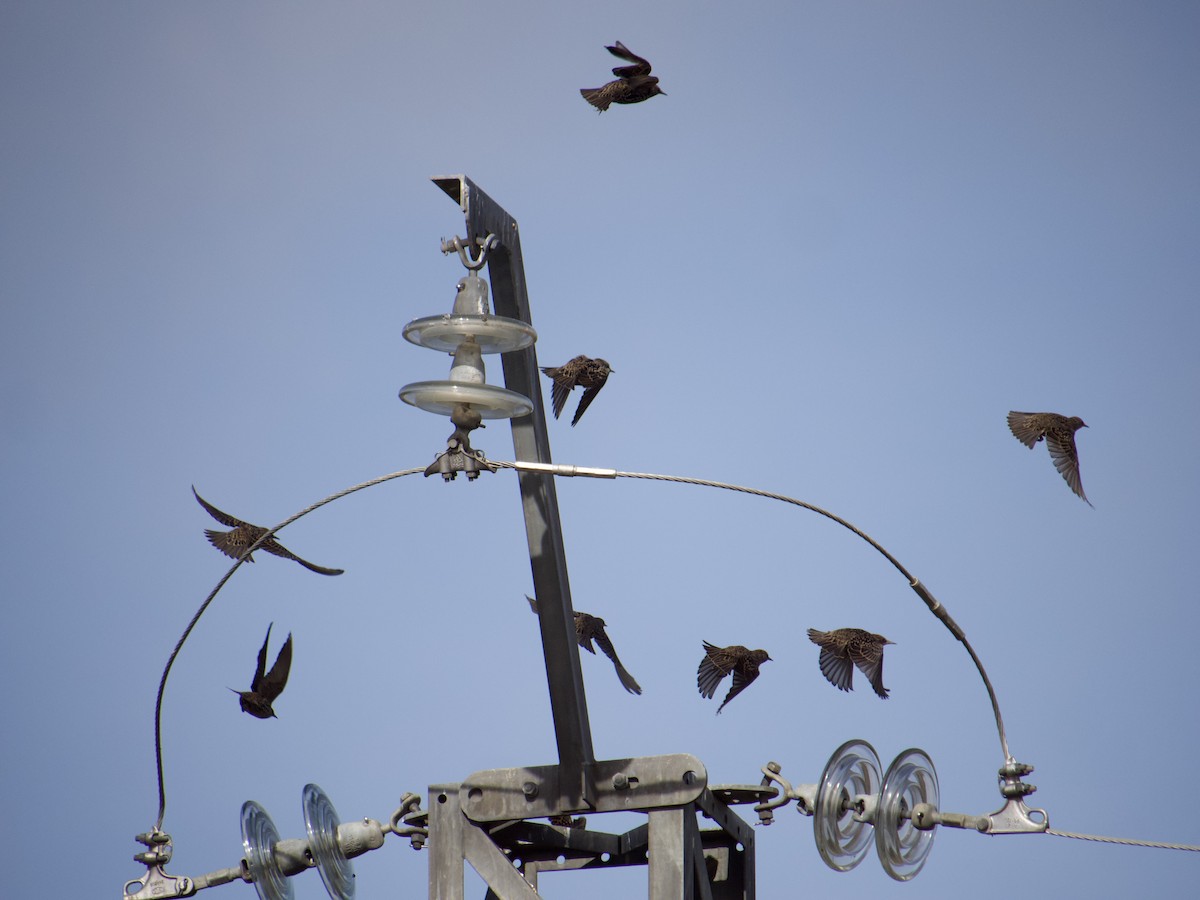 European Starling - ML644523824