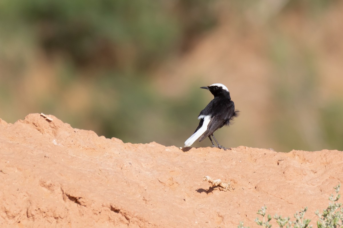 Saharasteinschmätzer - ML644523827