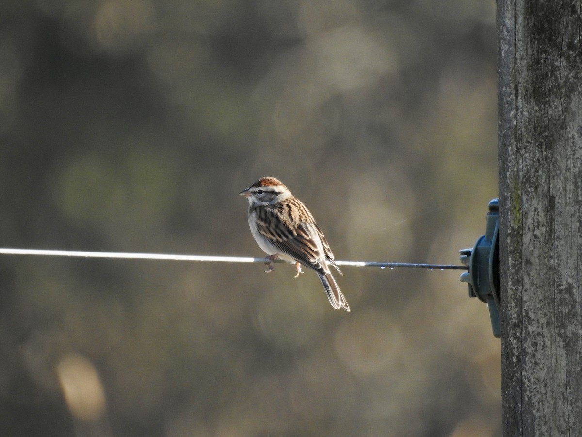 Карнатка білоброва - ML644523834