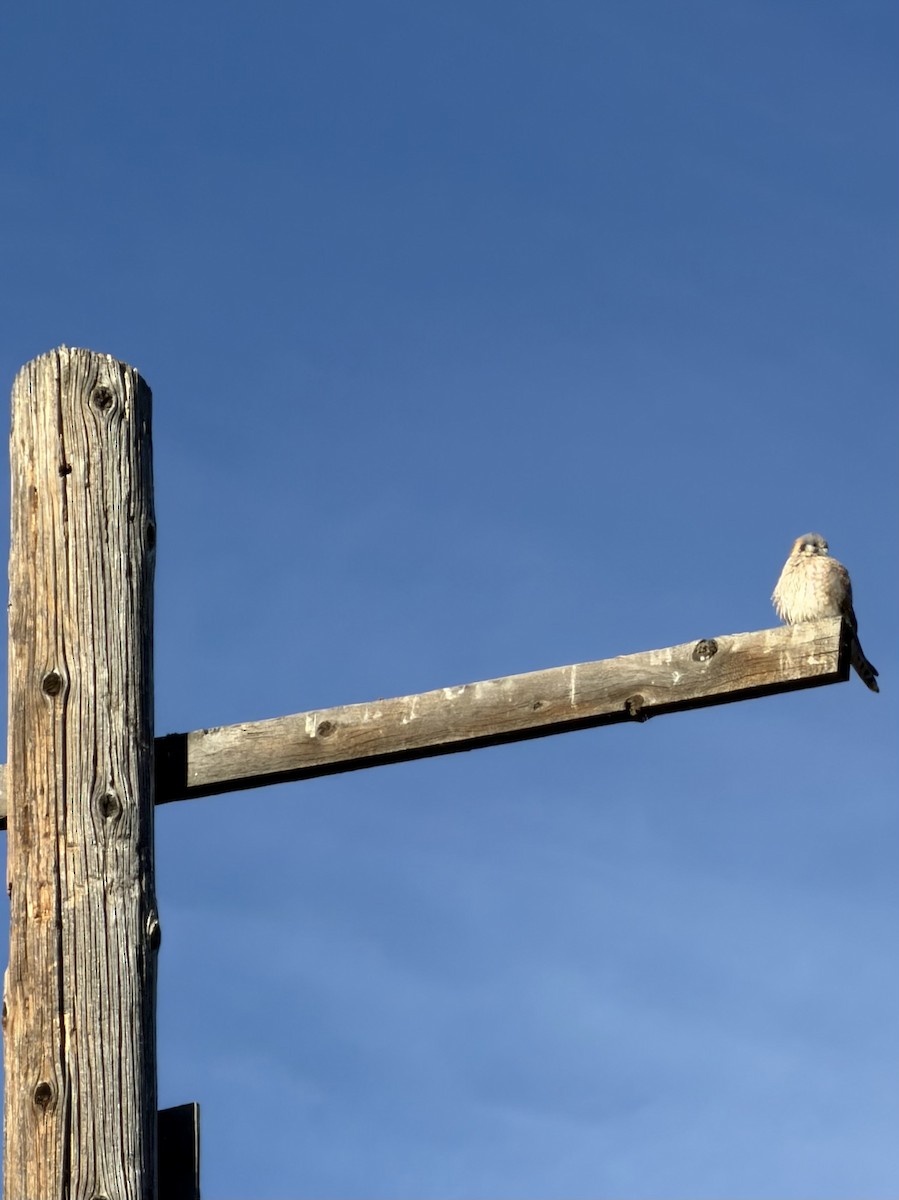 Воробьиная пустельга - ML644523837