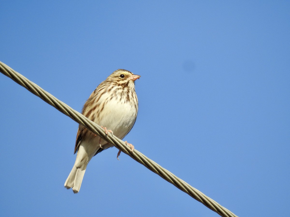 Пасовник савановий - ML644523841