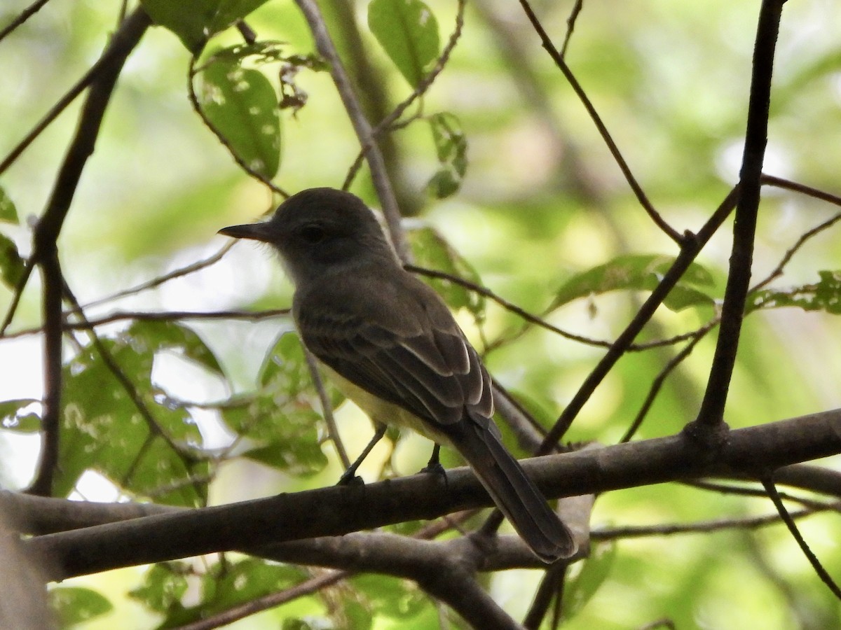 パナマヒタキモドキ - ML644523855