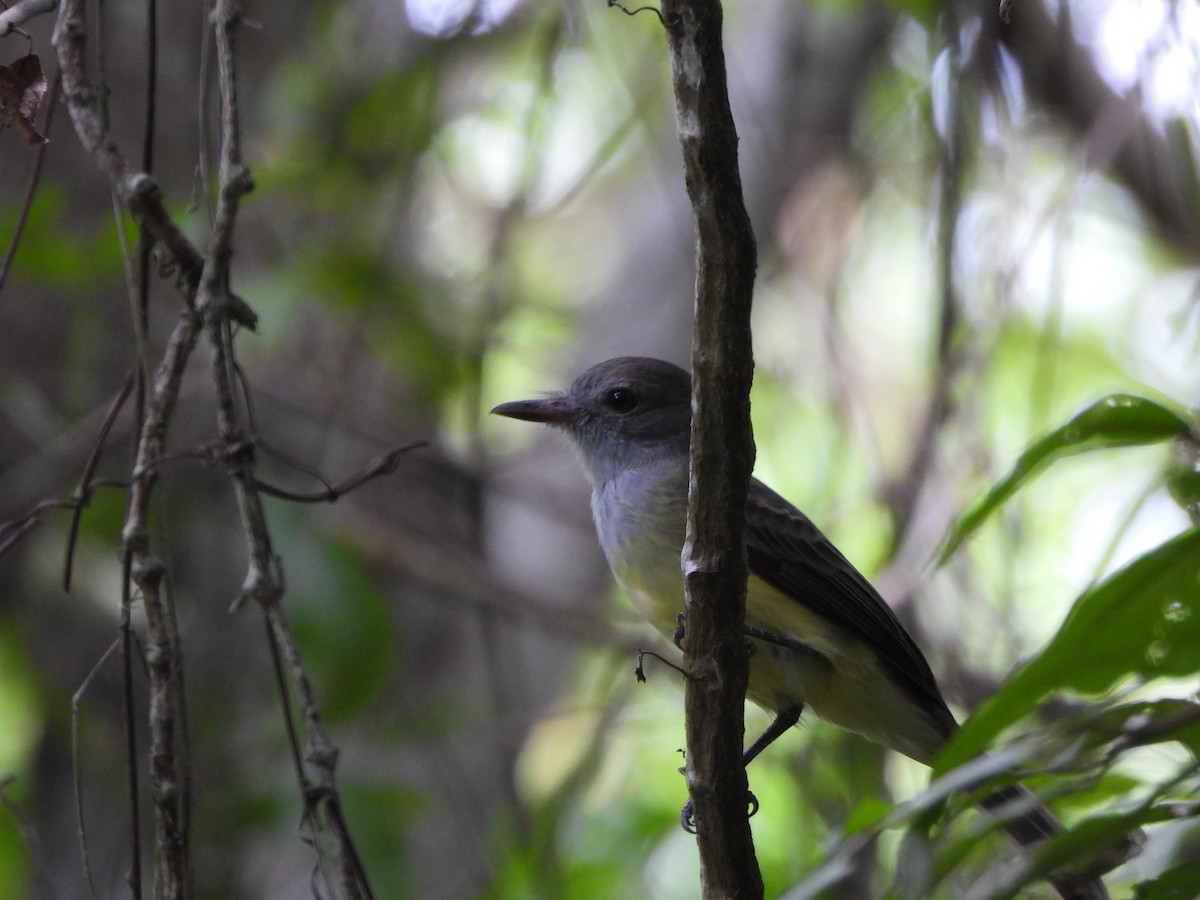 パナマヒタキモドキ - ML644523856