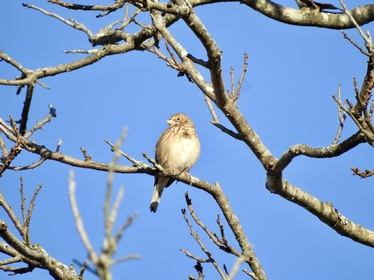 Пасовник польовий - ML644523857