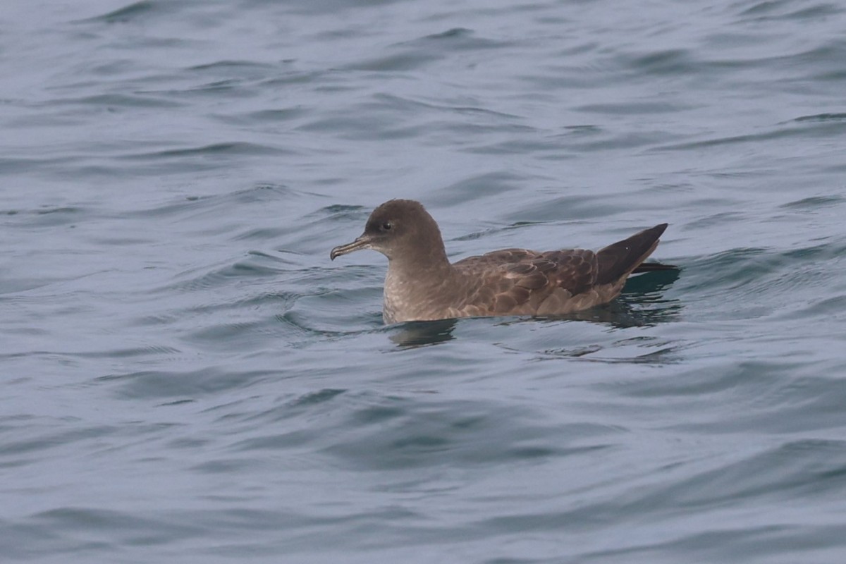 Short-tailed Shearwater - ML644523858