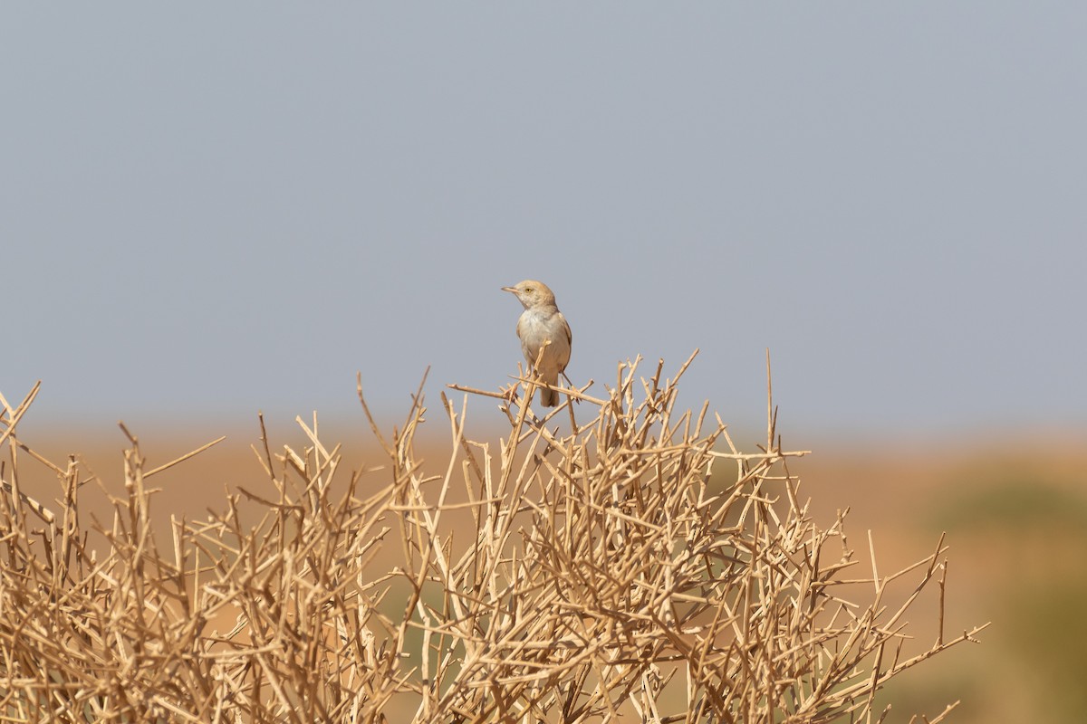 saharasanger - ML644523860