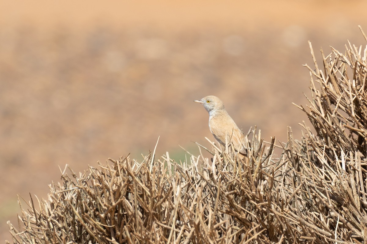 saharasanger - ML644523861