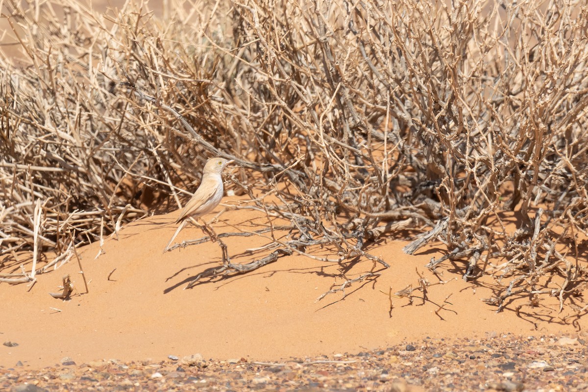 saharasanger - ML644523862