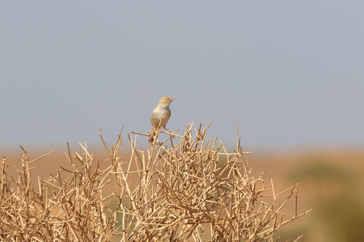 saharasanger - ML644523863