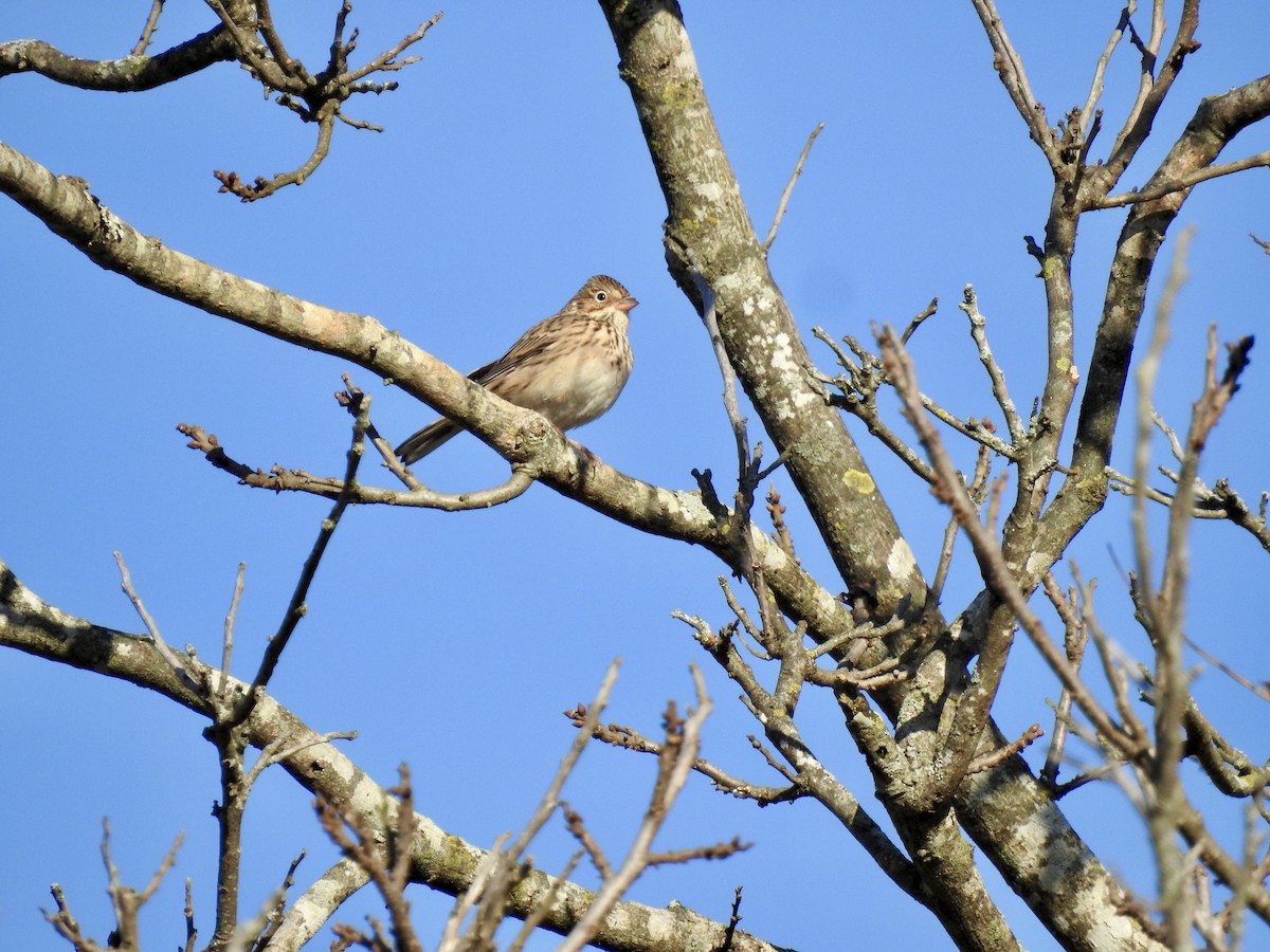 Пасовник польовий - ML644523866