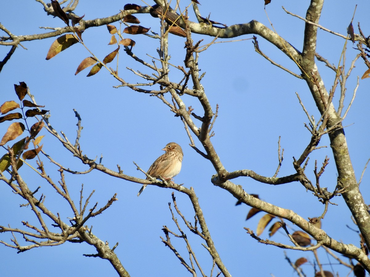 Пасовник польовий - ML644523868