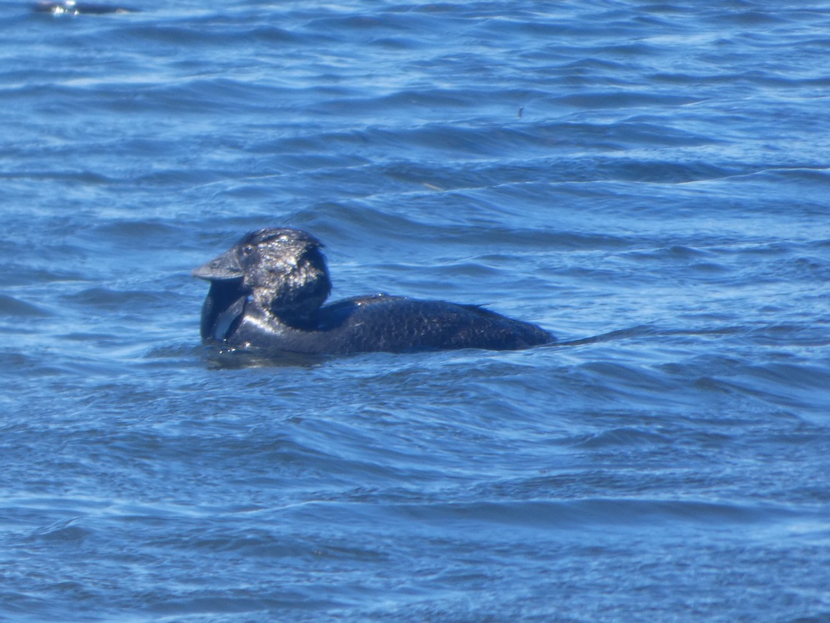 Musk Duck - ML644523869