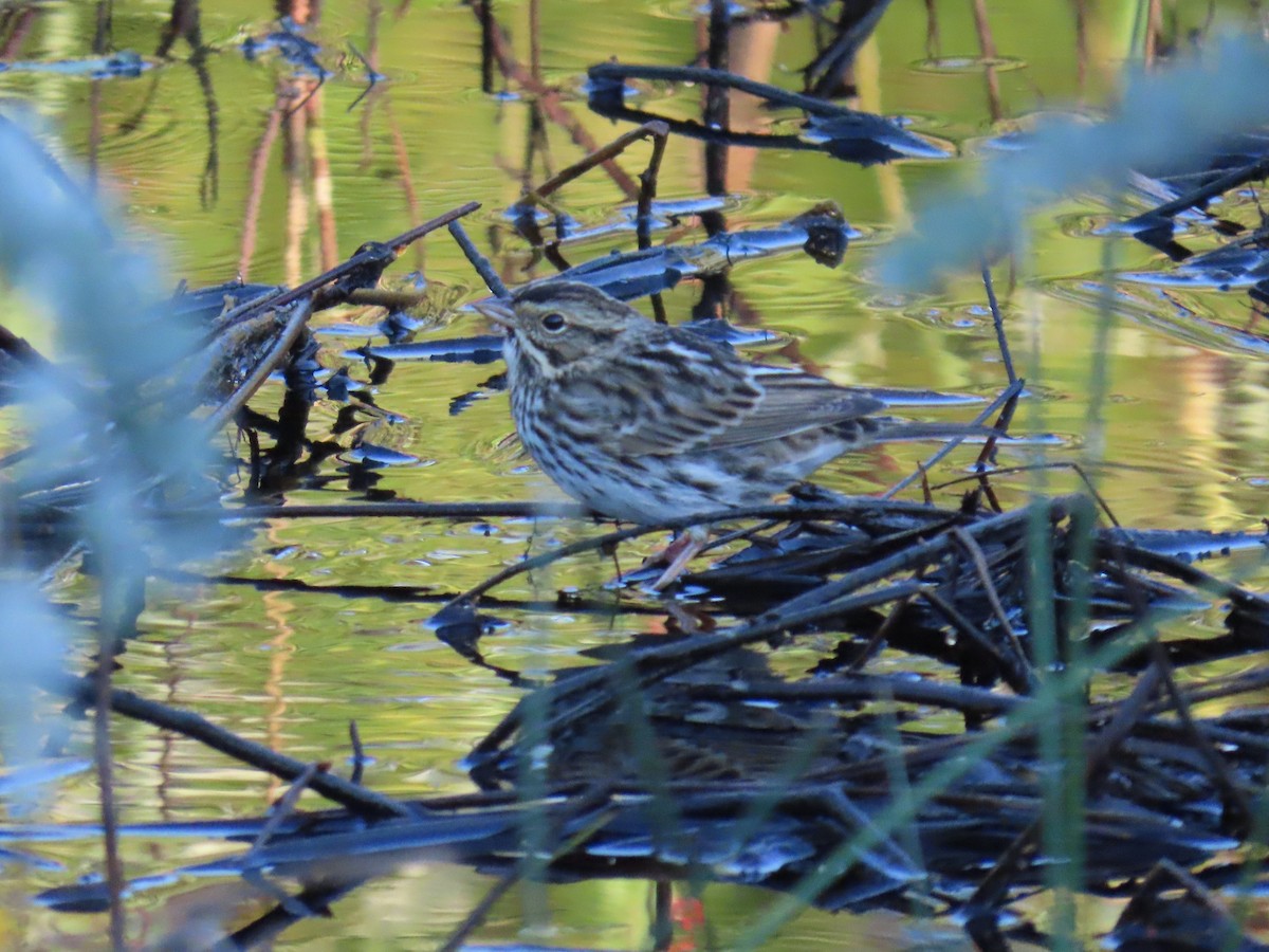 Savannah Sparrow - ML644523880