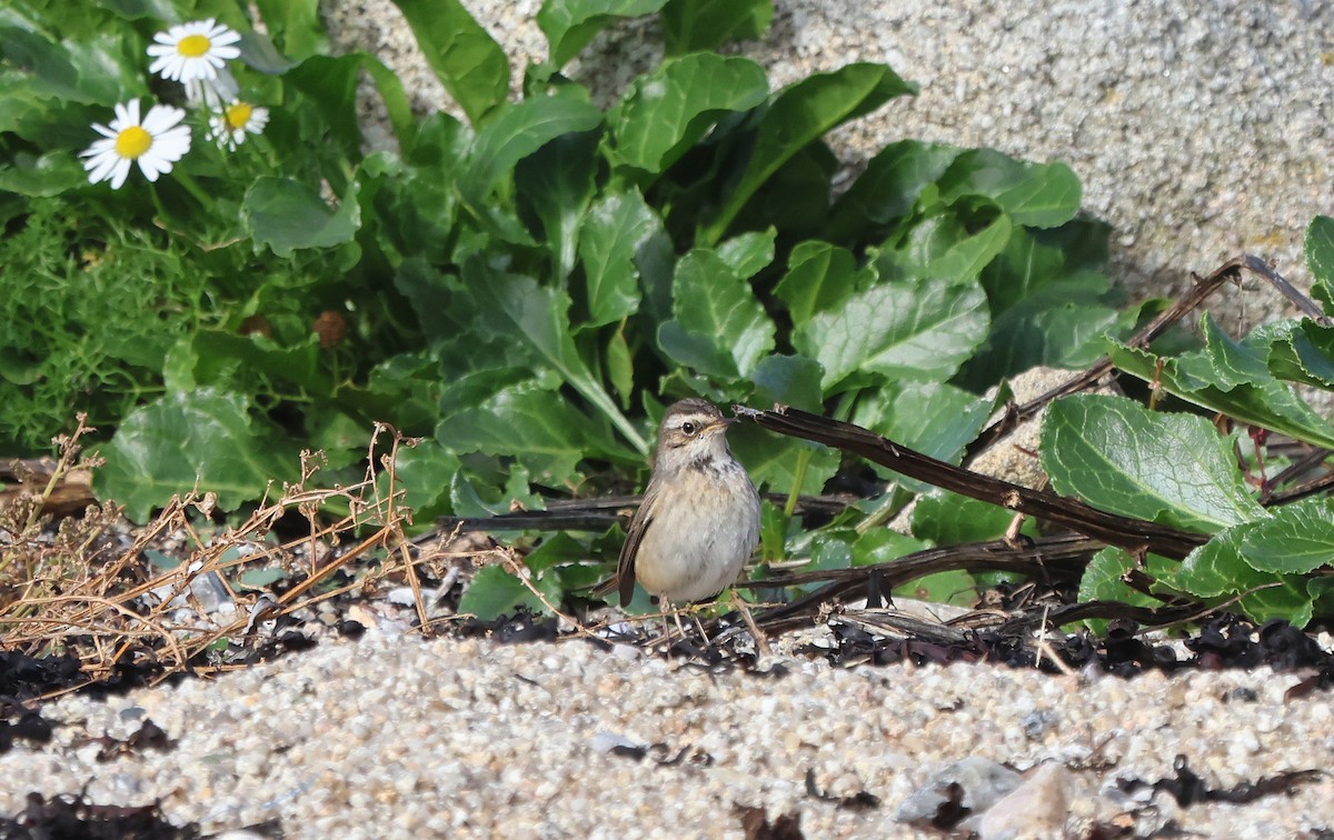 藍喉鴝 - ML644523882