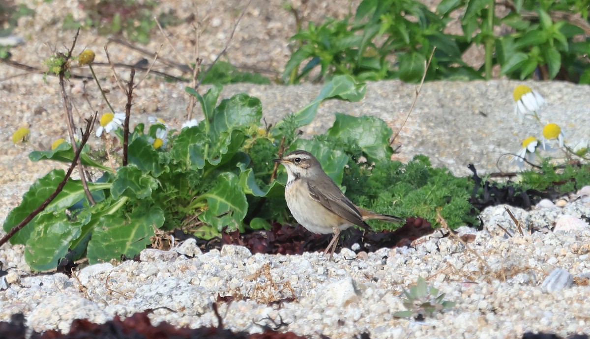 藍喉鴝 - ML644523883